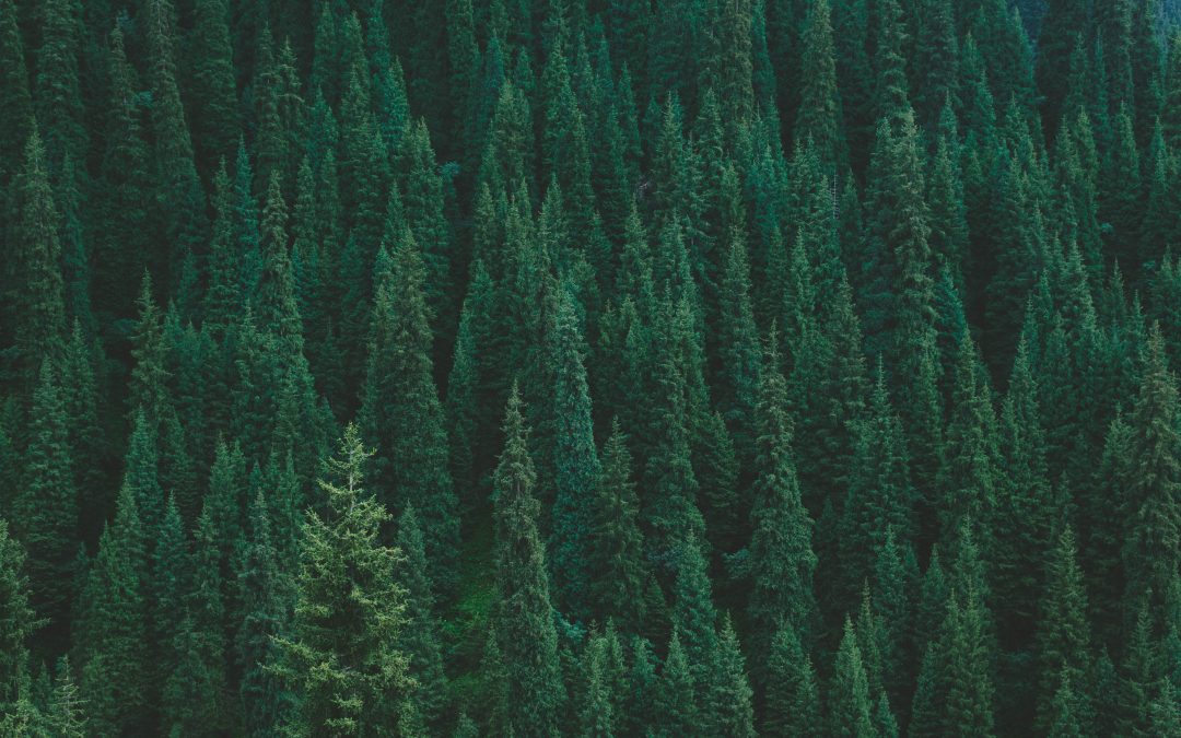 Skogspolitik i klimatförändringens tid – uppföljningsseminarium
